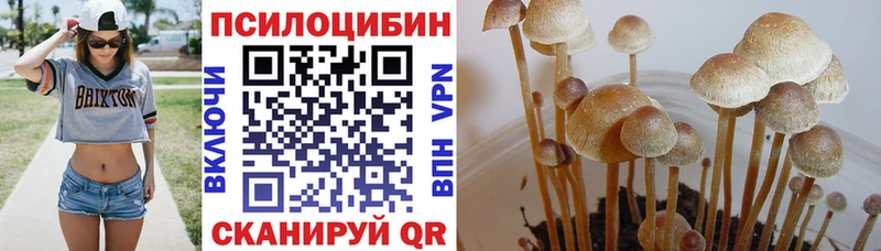 Псилоцибиновые грибы Cubensis  Купить где  Шуя 